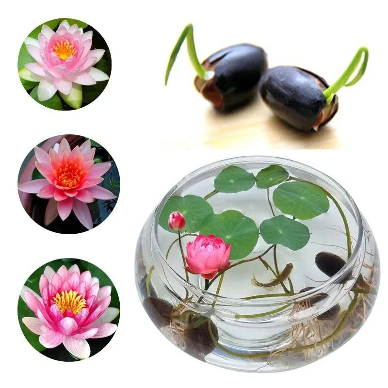 Premium Lotus Flower Seeds - Pack of 80